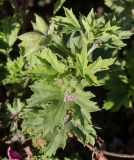 Pelargonium × domesticum