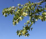 Liquidambar styraciflua