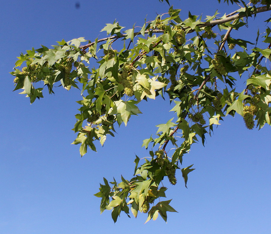 Изображение особи Liquidambar styraciflua.