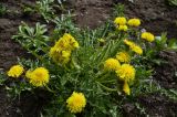 Taraxacum officinale