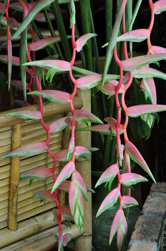 Image of Heliconia chartacea specimen.