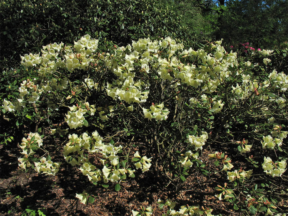 Изображение особи Rhododendron campylocarpum.