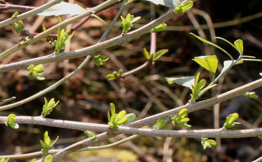 Image of Baccharis halimifolia specimen.