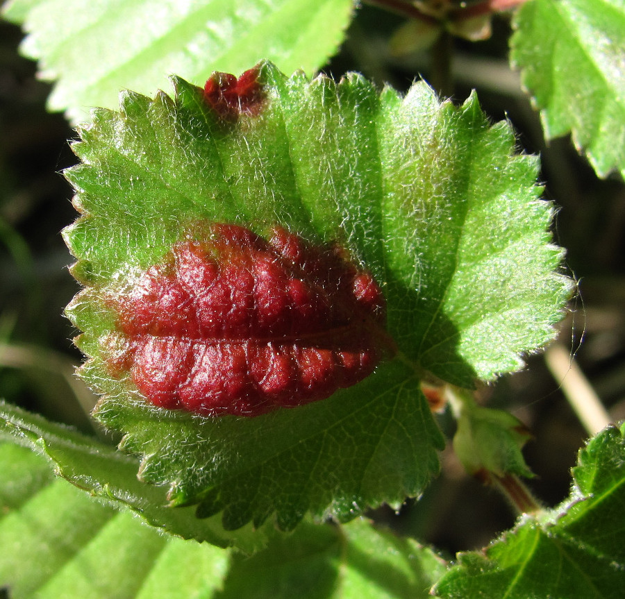 Image of Betula pubescens specimen.