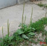 Plantago major