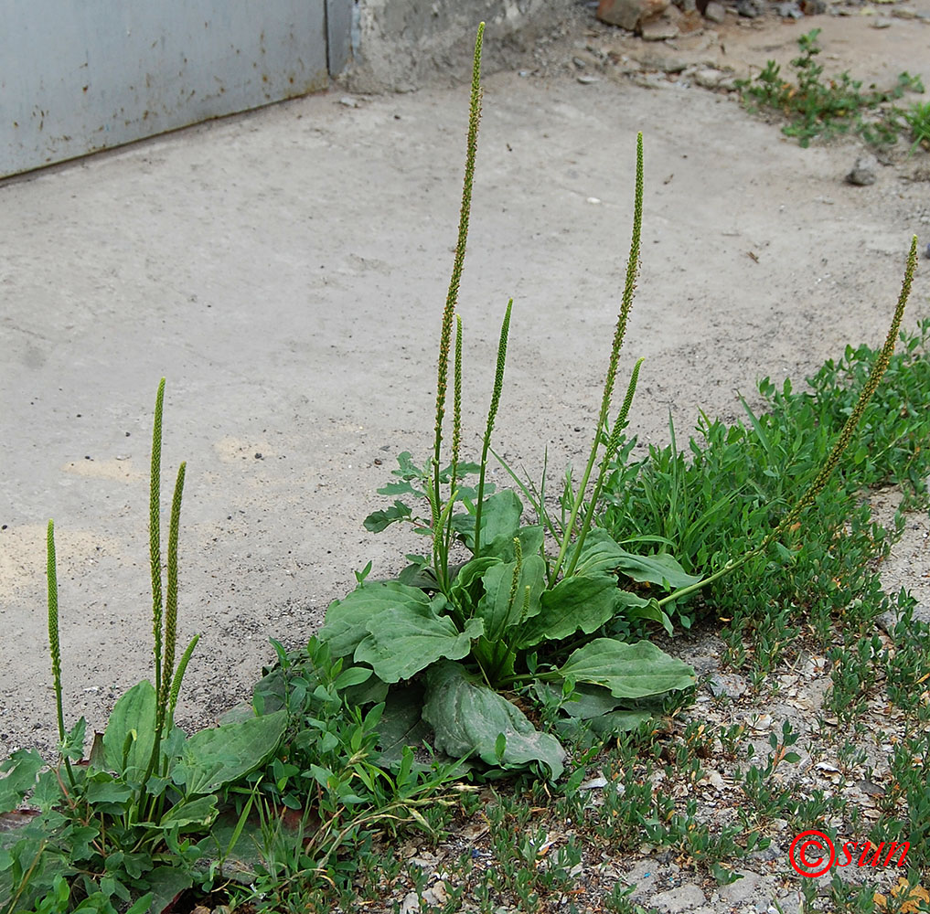 Изображение особи Plantago major.