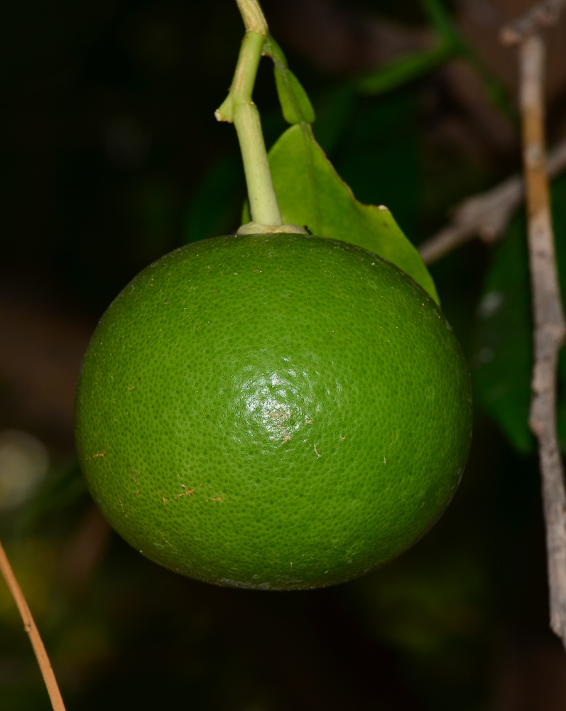 Image of Citrus &times; paradisi specimen.