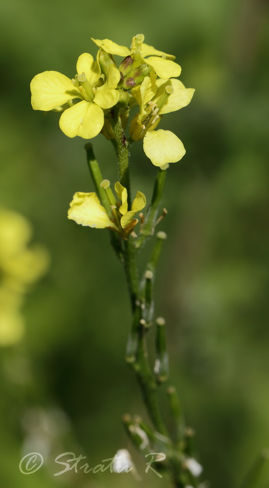 Image of Sinapis alba specimen.