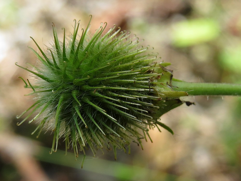 Image of Geum aleppicum specimen.