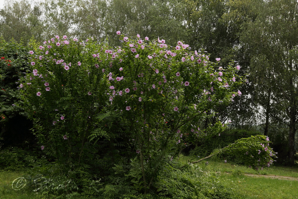 Изображение особи Hibiscus syriacus.