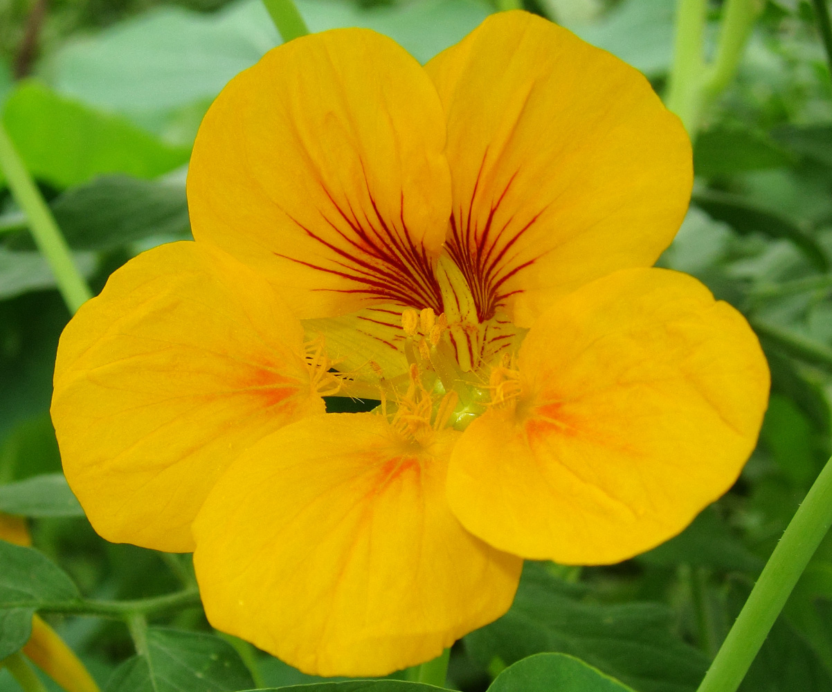 Изображение особи Tropaeolum majus.