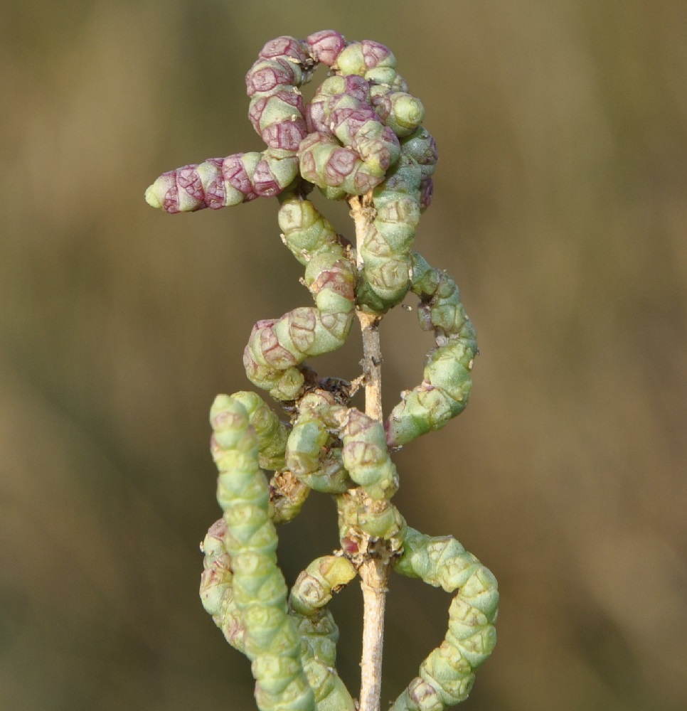 Image of Sarcocornia fruticosa specimen.