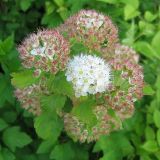 Physocarpus opulifolius. Соцветия. Украина, г. Кривой Рог, Ботанический сад НАН Украины. 08.06.2009.