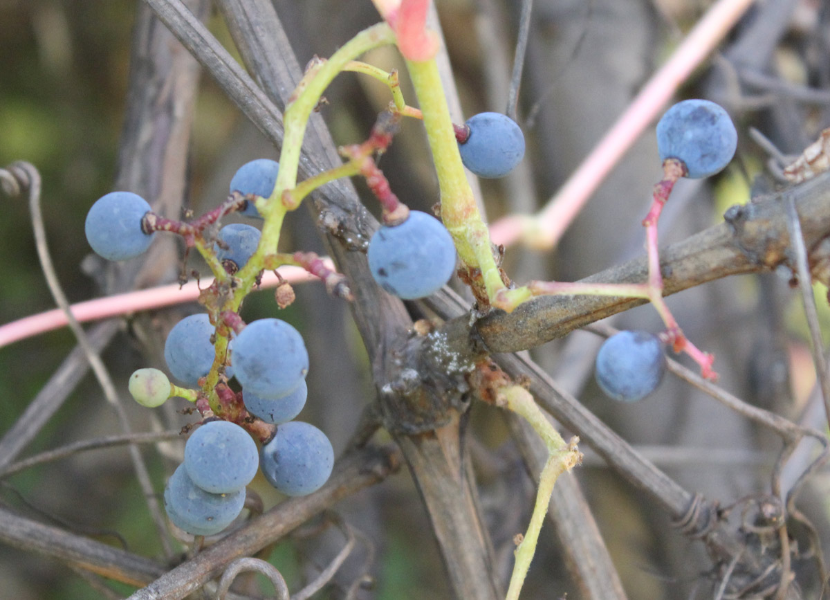 Изображение особи род Vitis.