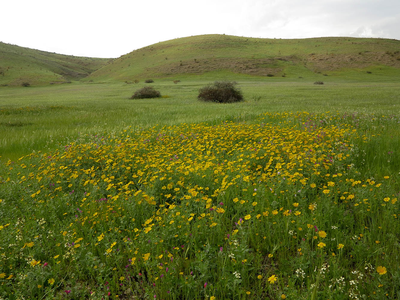 Image of Glebionis coronaria specimen.