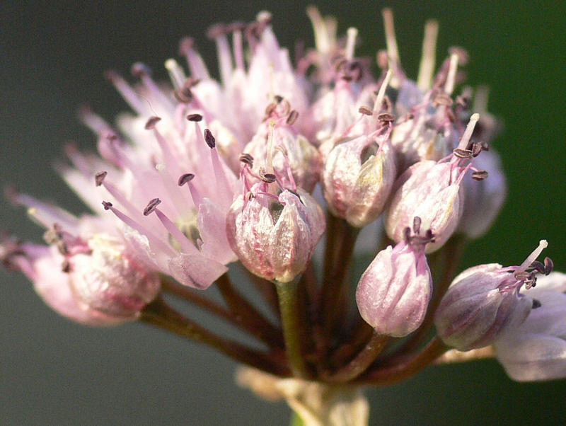 Image of Allium splendens specimen.