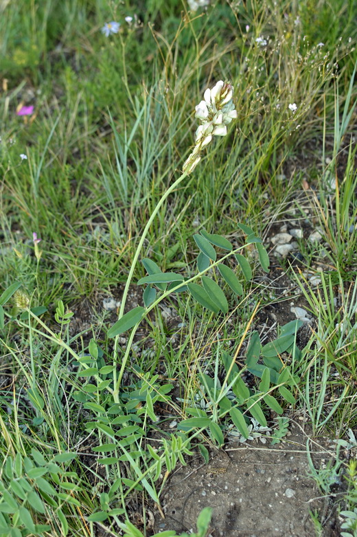 Image of Hedysarum gmelinii specimen.