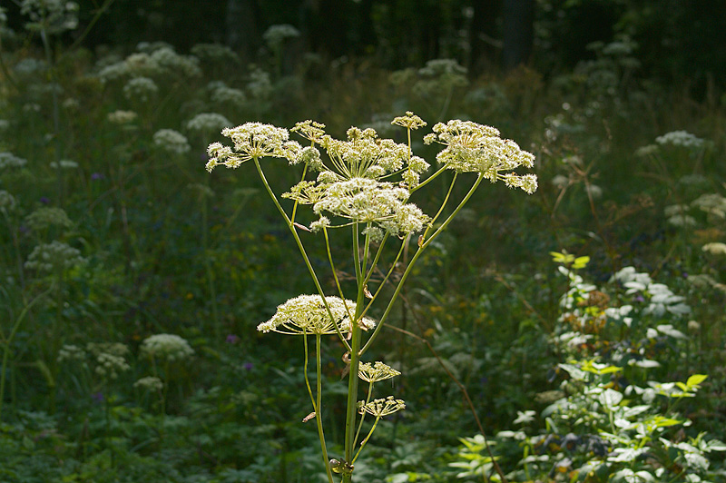 Изображение особи Angelica sylvestris.