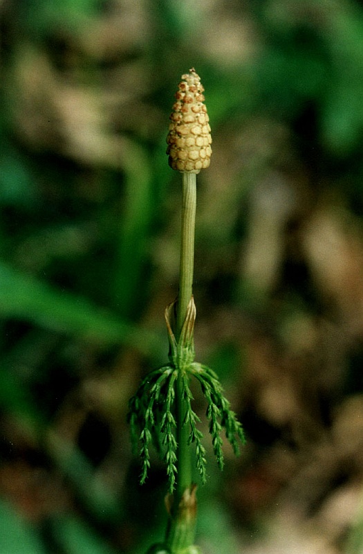 Изображение особи Equisetum sylvaticum.