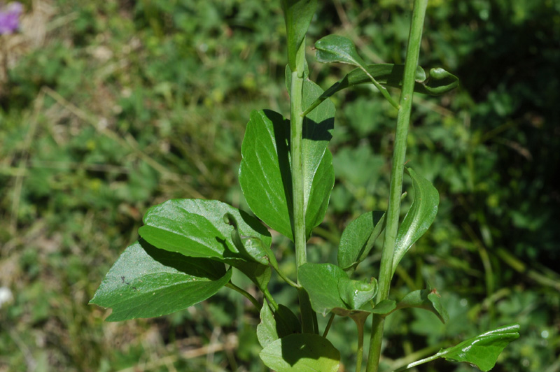 Изображение особи Eutrema integrifolium.