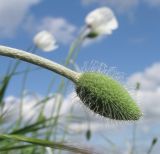 Papaver albiflorum. Верхушка побега с бутоном. Краснодарский край, Темрюкский р-н, мыс Железный Рог, приморский обрывистый глинистый остепнённый склон. 09.05.2015.