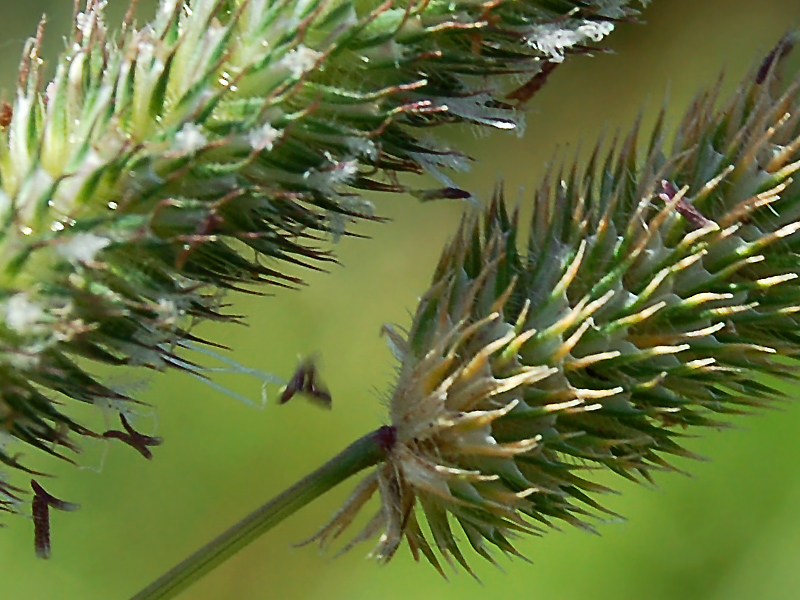 Image of Phleum pratense specimen.