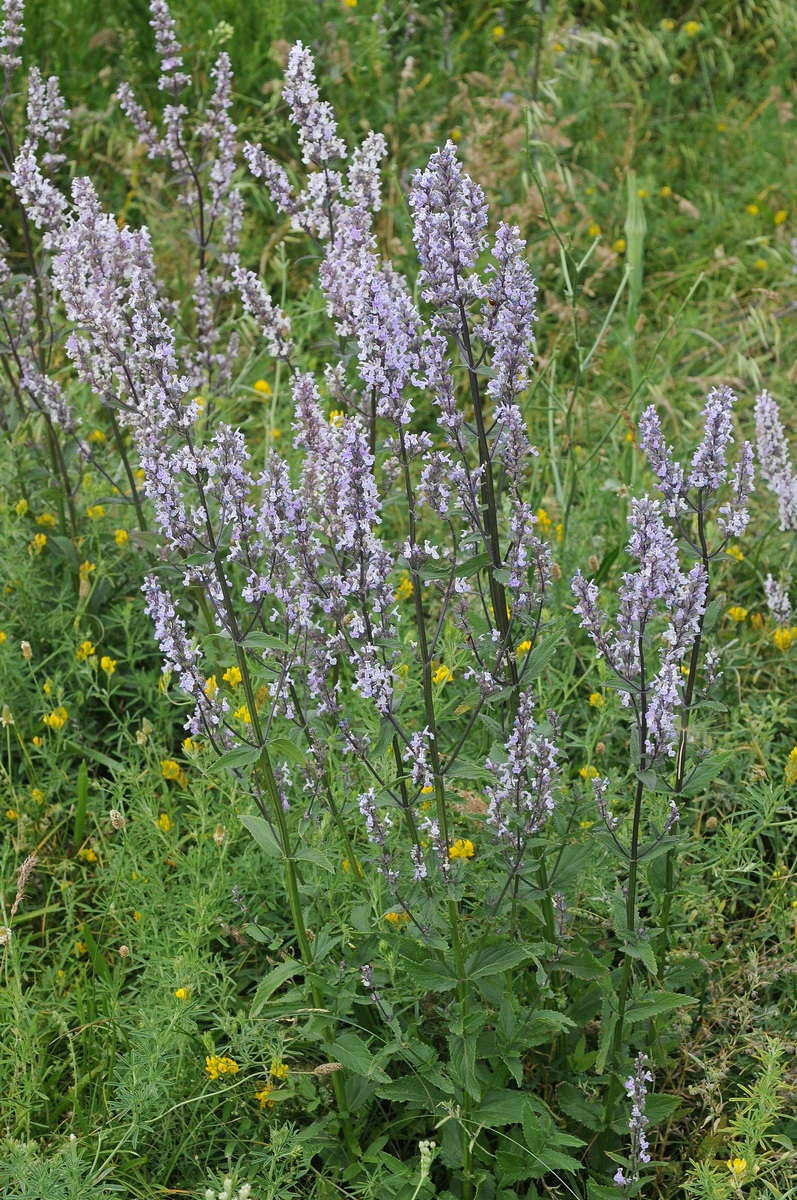 Image of Nepeta nuda specimen.