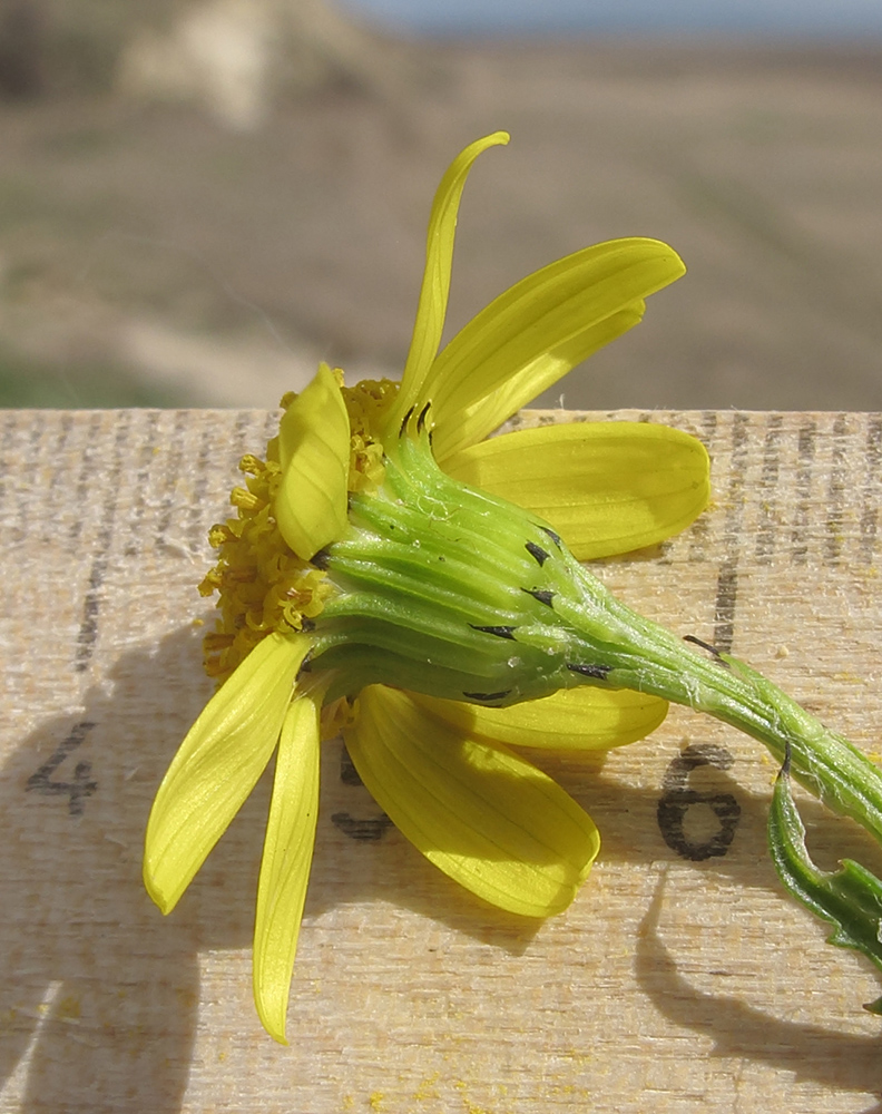 Image of Senecio vernalis specimen.