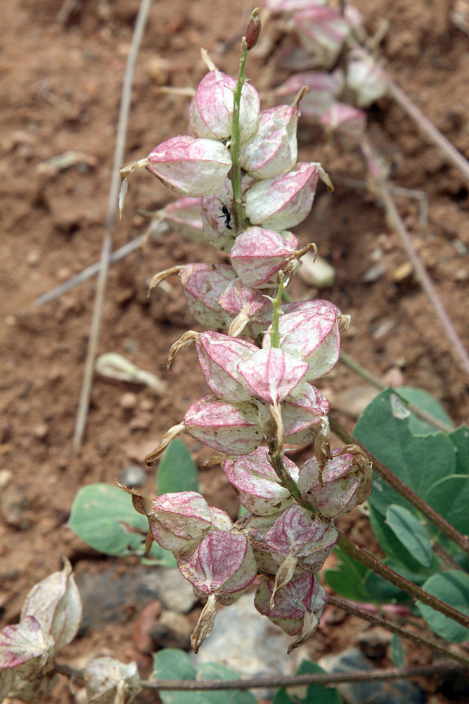 Изображение особи Astragalus megalomerus.