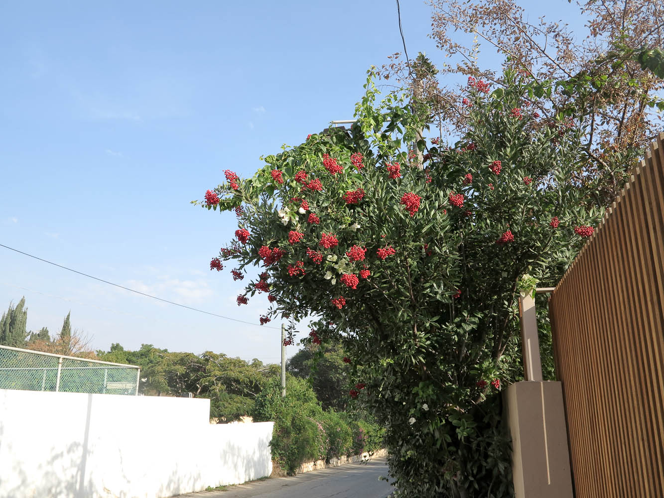 Изображение особи Heteromeles arbutifolia.