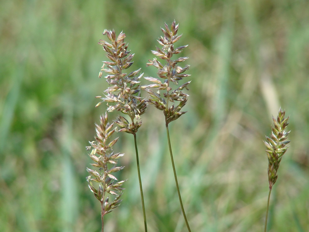 Image of genus Koeleria specimen.