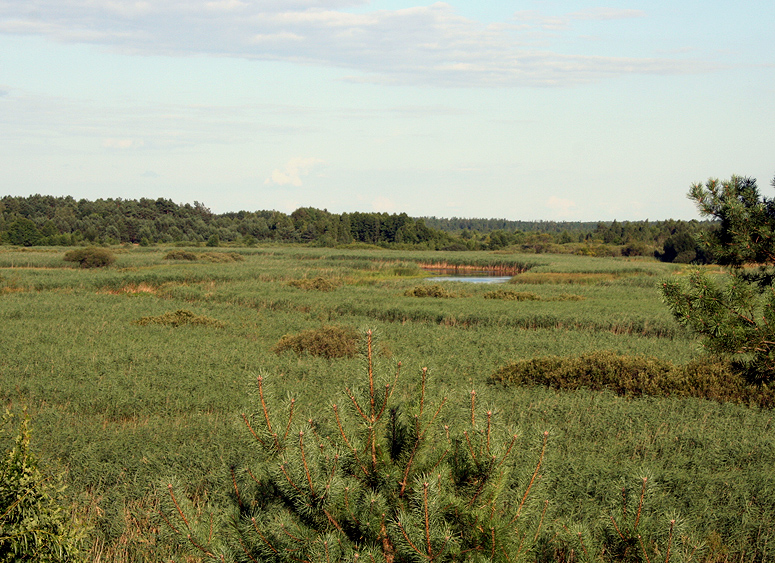 Изображение особи Phragmites australis.