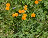 Trollius asiaticus