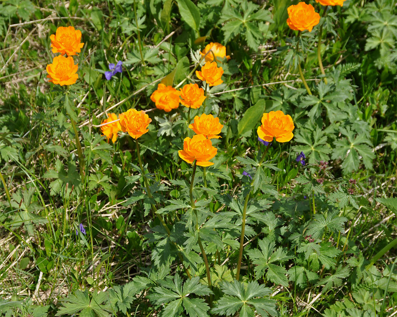 Image of Trollius asiaticus specimen.