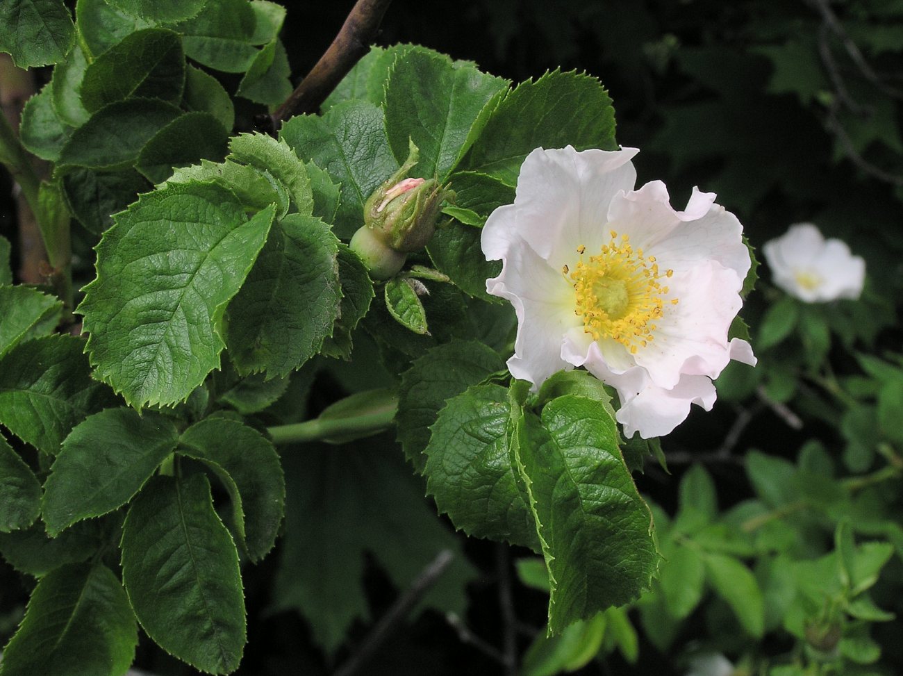 Image of genus Rosa specimen.