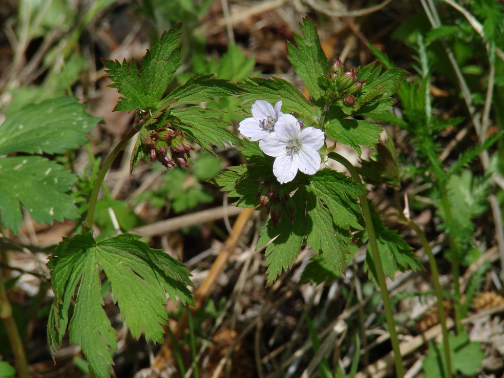 Image of Geranium krylovii specimen.