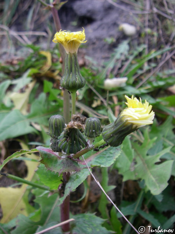 Изображение особи Sonchus oleraceus.