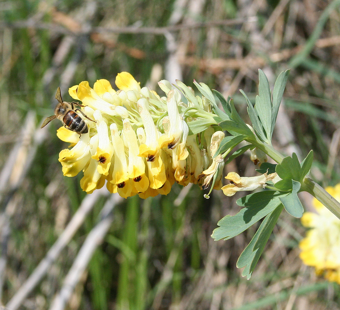 Image of Corydalis nobilis specimen.