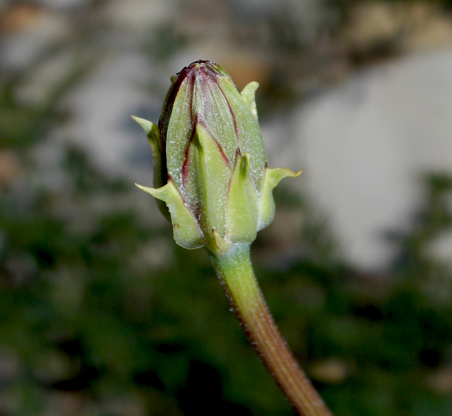 Image of Scorzonera laciniata specimen.