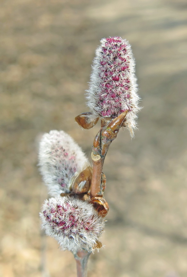 Image of Populus tremula specimen.