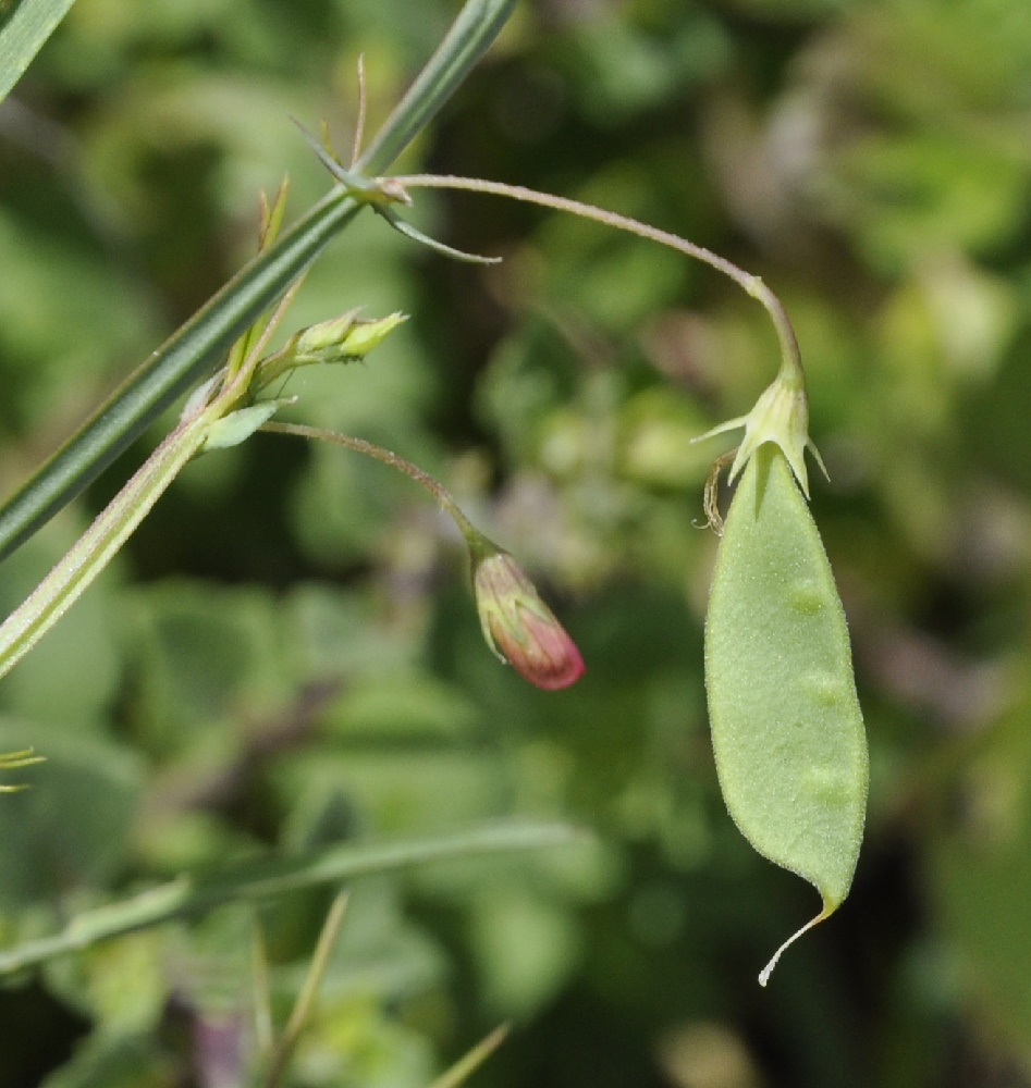 Image of Lathyrus setifolius specimen.