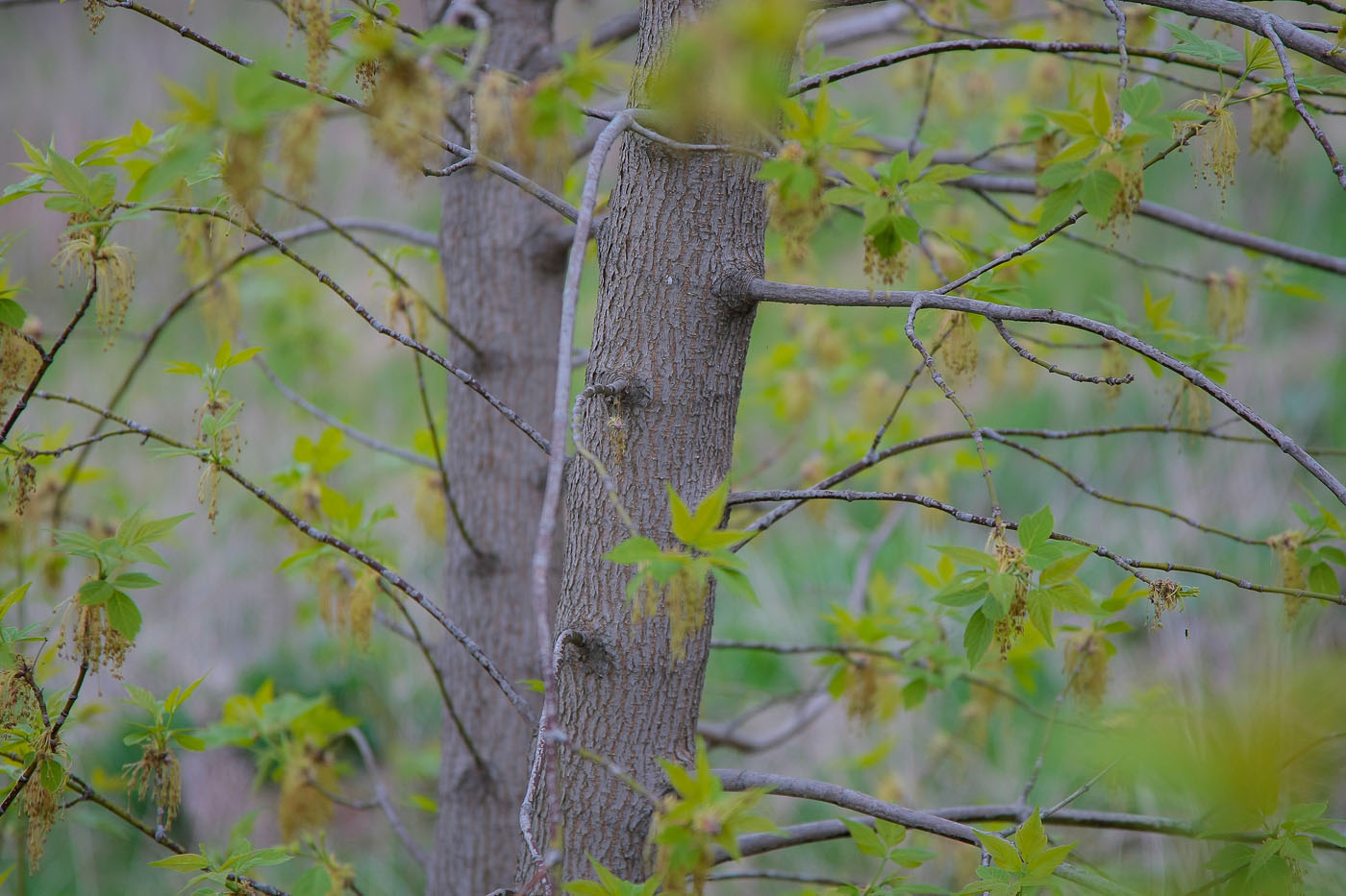 Image of Acer negundo specimen.