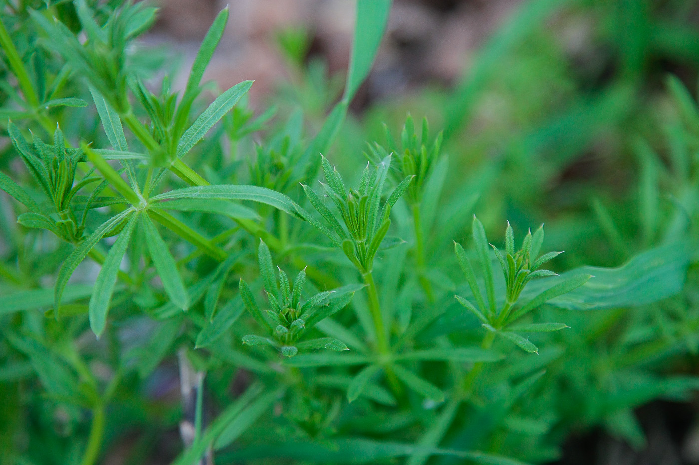 Image of Galium aparine specimen.