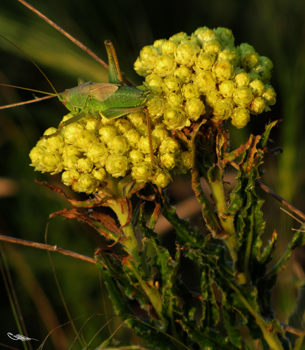 Image of Helichrysum maracandicum specimen.