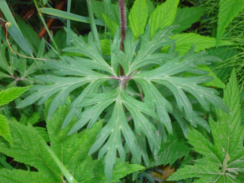 Image of Aconitum woroschilovii specimen.