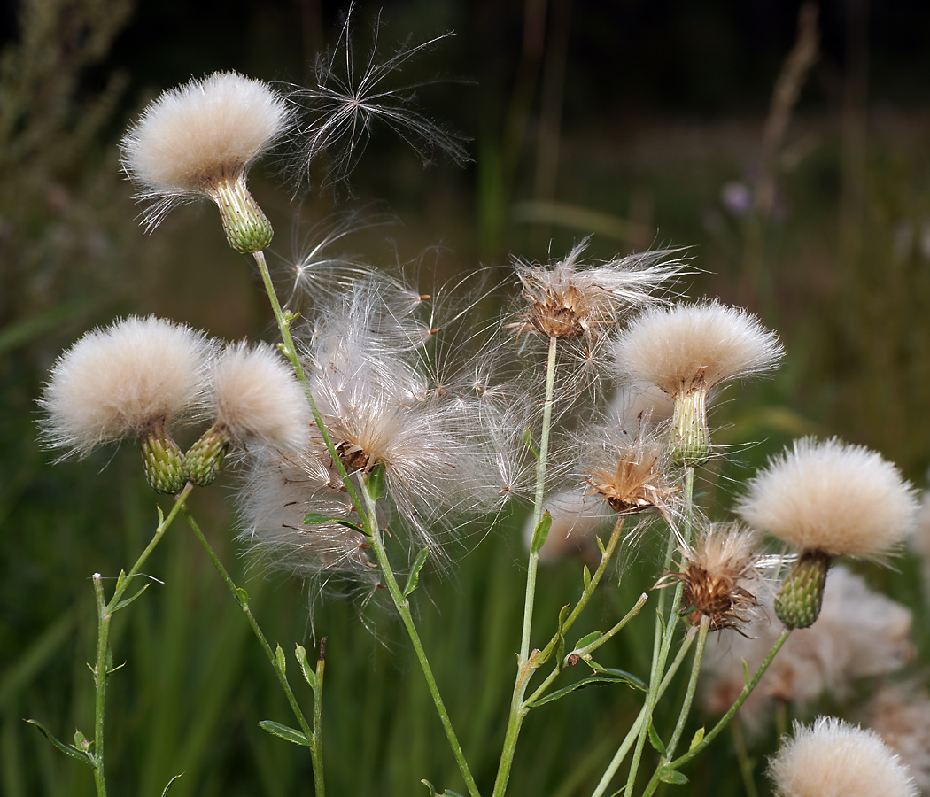 Изображение особи Cirsium setosum.