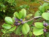 Rhaphiolepis umbellata. Верхушка побега с плодами. Краснодарский край, Сочи, Дендрарий. 23.09.2016.