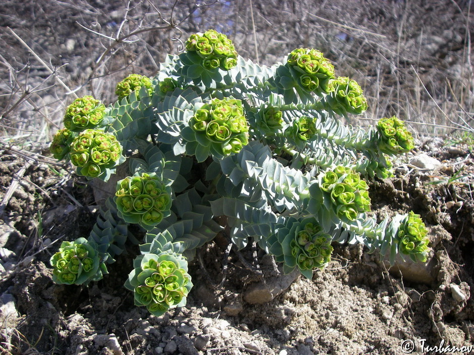 Image of Euphorbia myrsinites specimen.