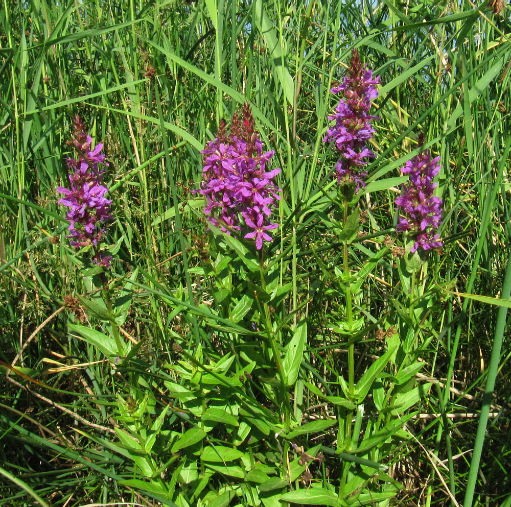 Изображение особи Lythrum salicaria.