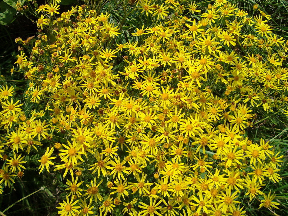 Image of Senecio jacobaea specimen.